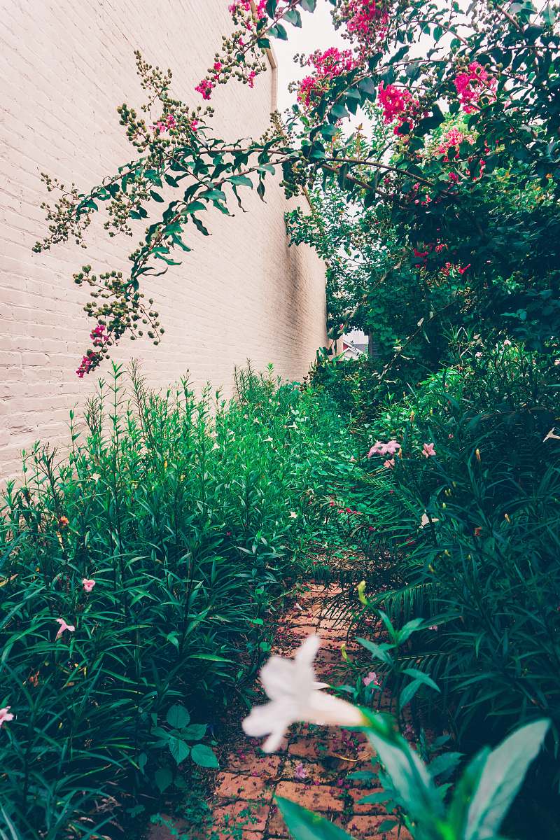 potted plant narrow pathway surrounded by plants and flowers jar